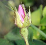 Rosa gallica