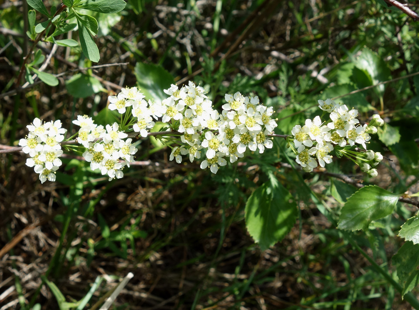 Image of Spiraea hypericifolia specimen.