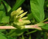 Astragalus glycyphyllos. Соцветие. Республика Алтай, Майминский р-н, окр. с. Соузга. 08.08.2010.