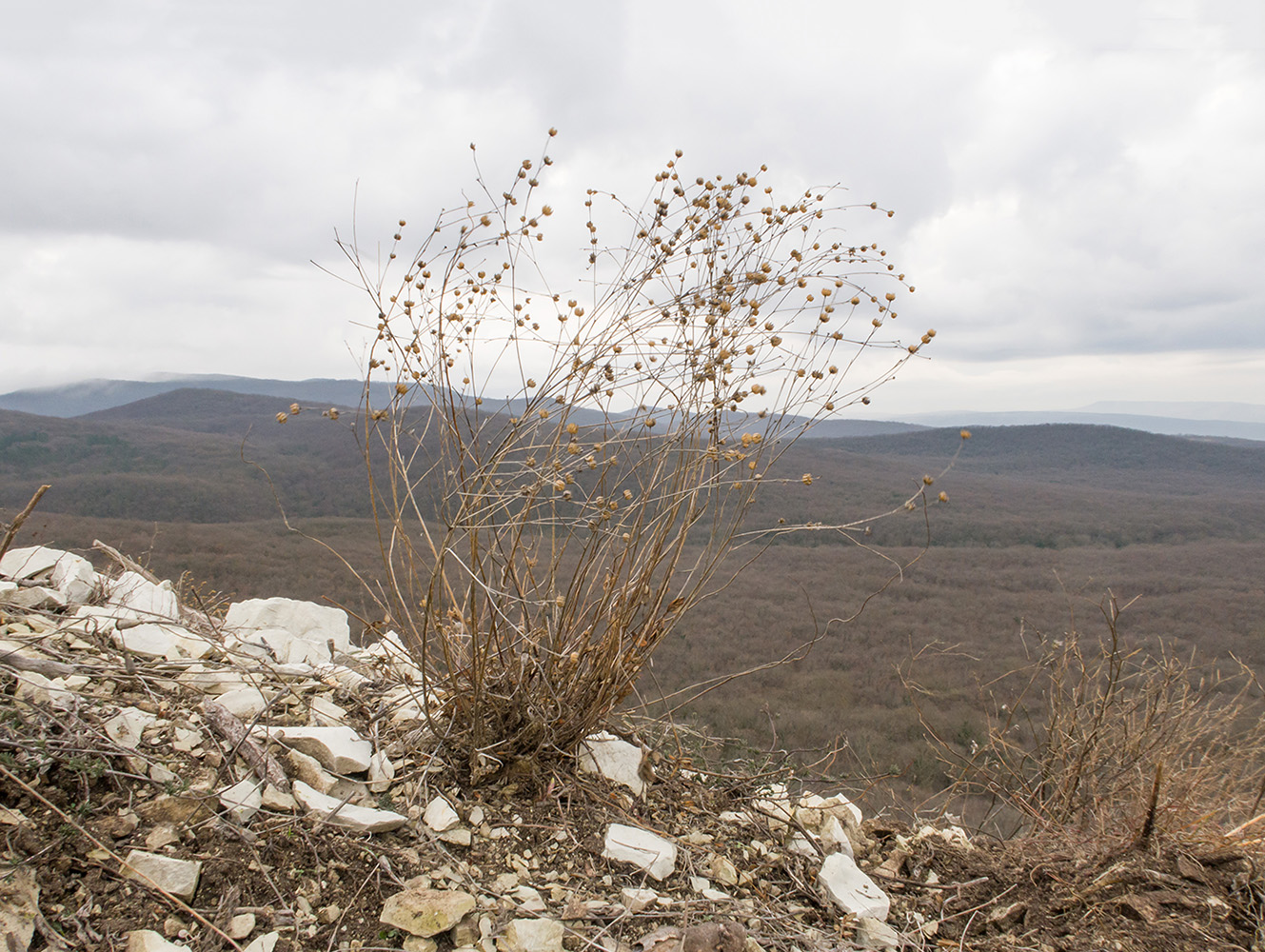 Image of genus Linum specimen.