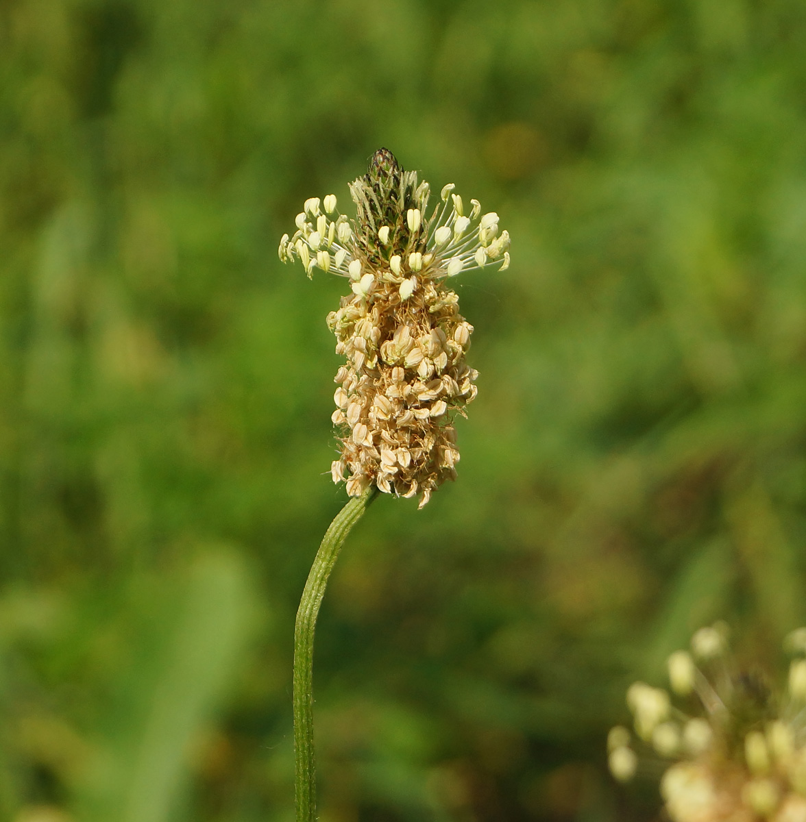 Изображение особи Plantago lanceolata.