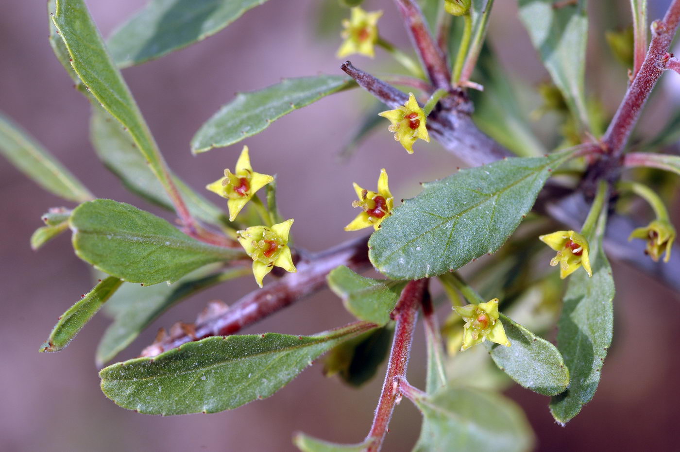 Image of Rhamnus sintenisii specimen.