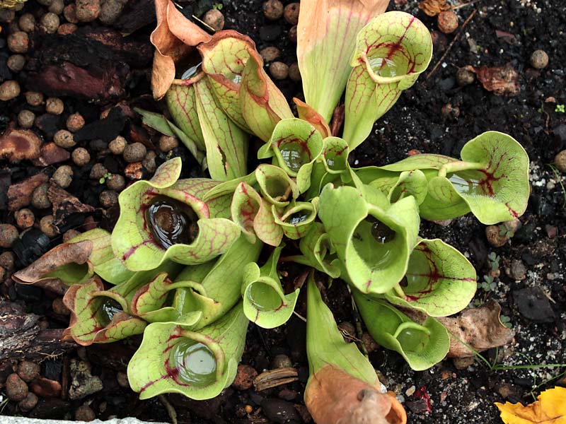 Image of Sarracenia rubra specimen.