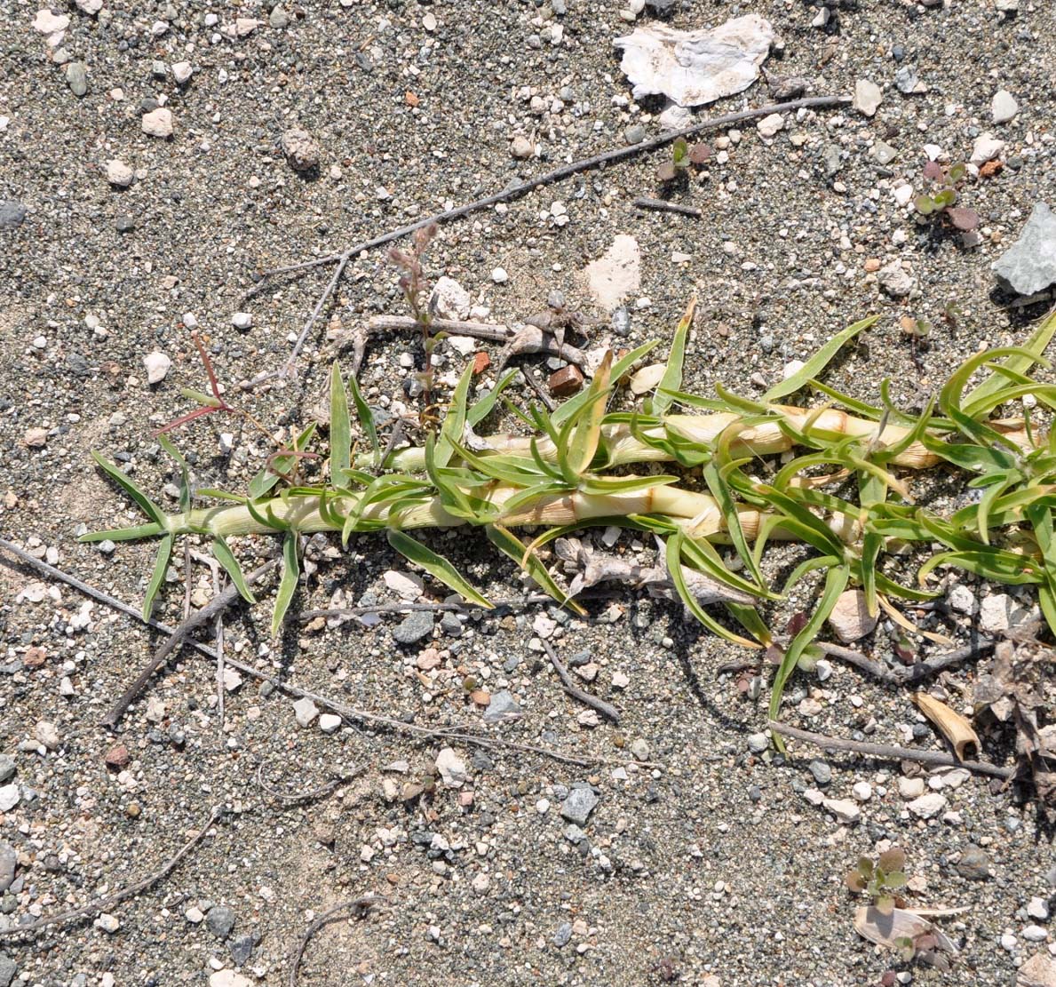 Изображение особи семейство Poaceae.