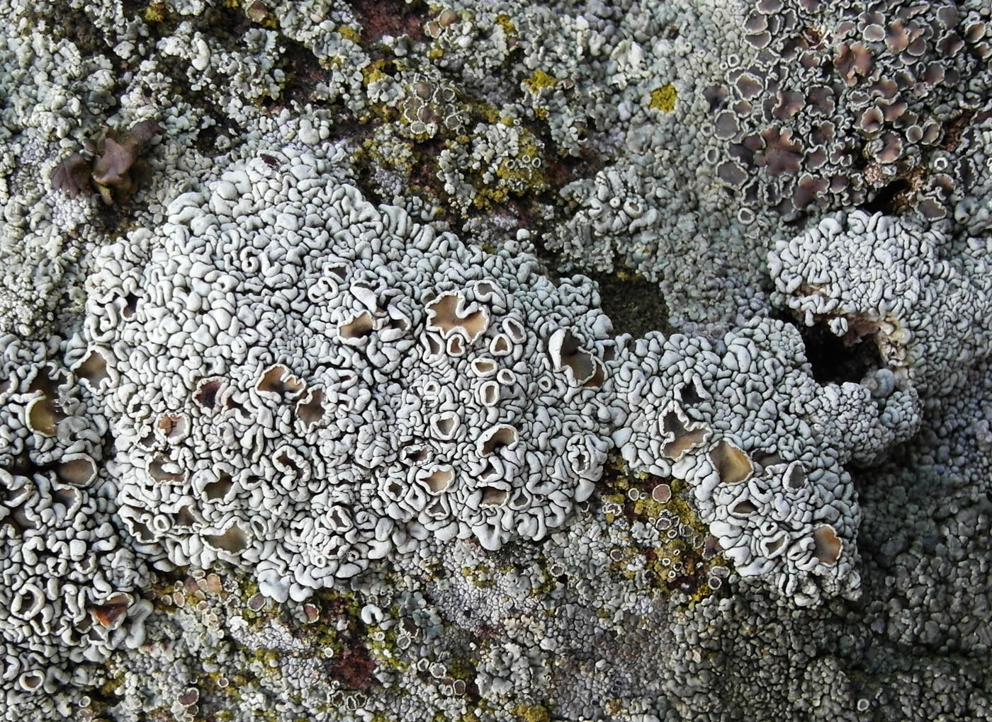Image of Rhizoplaca subdiscrepans specimen.