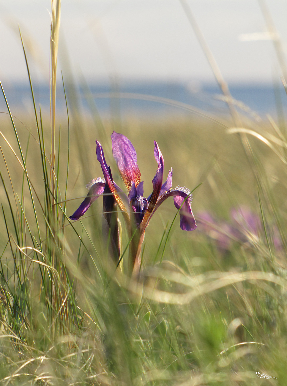 Изображение особи Iris scariosa.