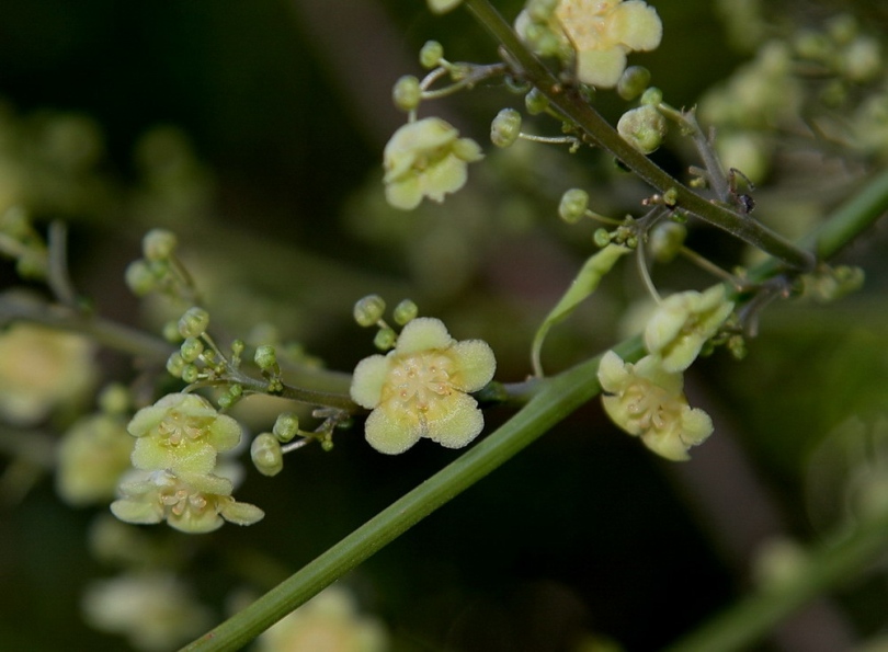 Изображение особи Fevillea cordifolia.