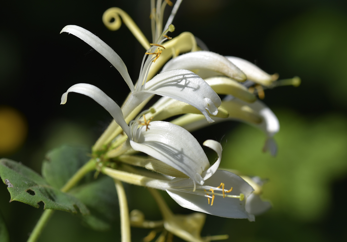 Image of Lonicera periclymenum specimen.