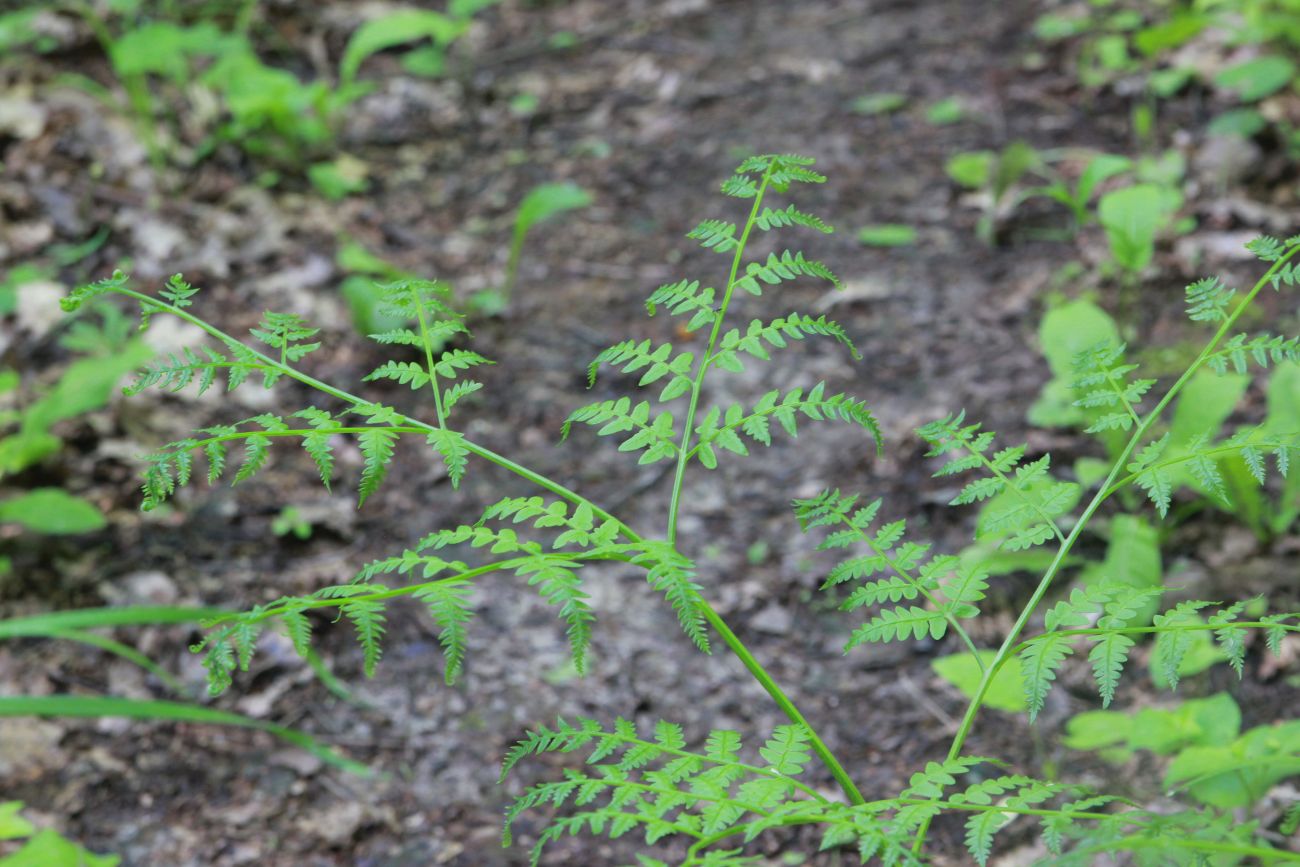 Image of Pteridium pinetorum specimen.