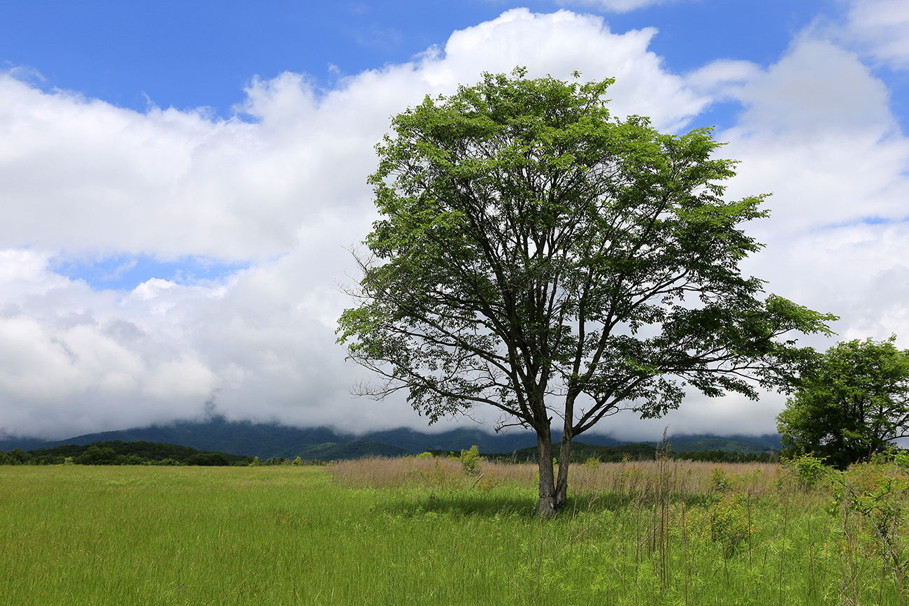 Image of Ulmus japonica specimen.