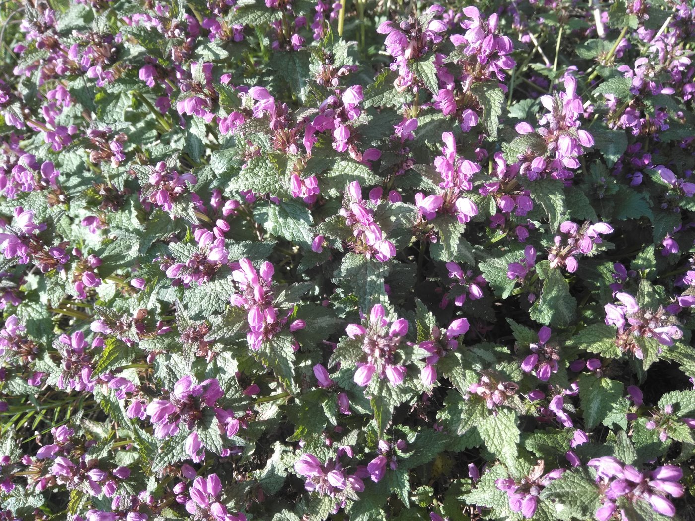 Image of Lamium maculatum specimen.