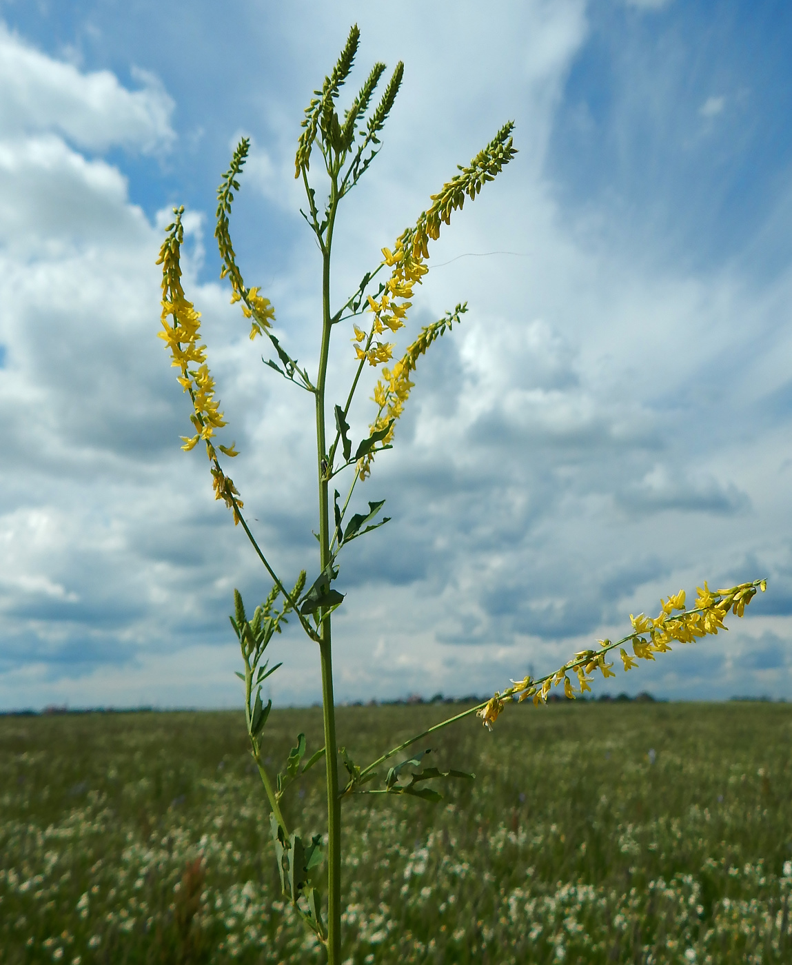 Изображение особи Melilotus officinalis.