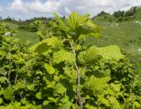 Corylus avellana. Ветви с листьями. Краснодарский край, Апшеронский р-н, гора Черногор, платообразная вершина, ≈ 1750 м н.у.м., карст. 27.06.2020.