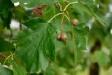 Sorbus torminalis