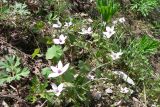 Anemone tschernaewii