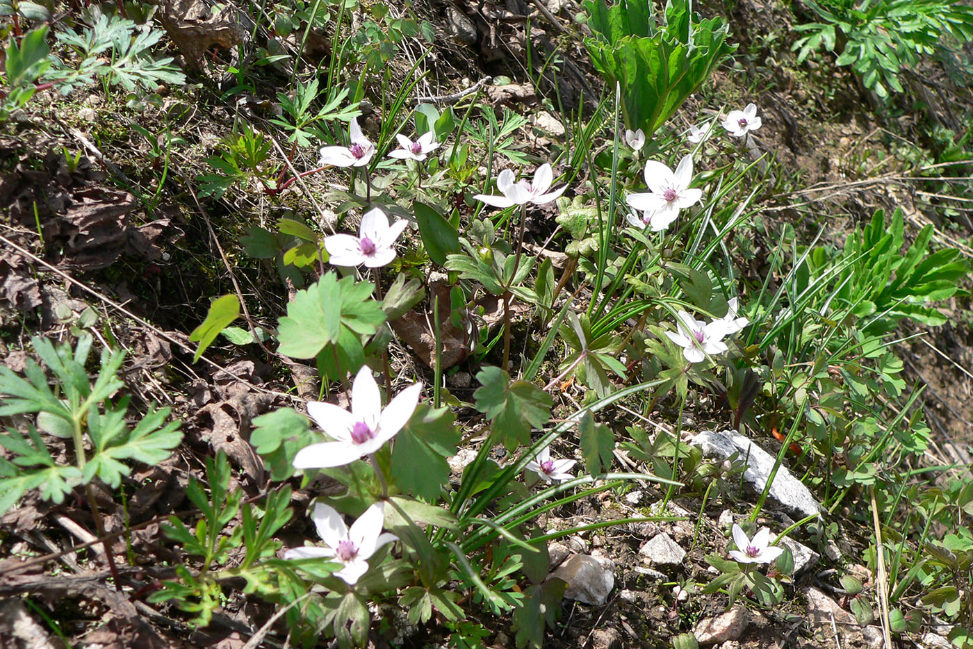 Изображение особи Anemone tschernaewii.