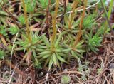 Saxifraga spinulosa