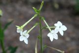 Nicotiana alata