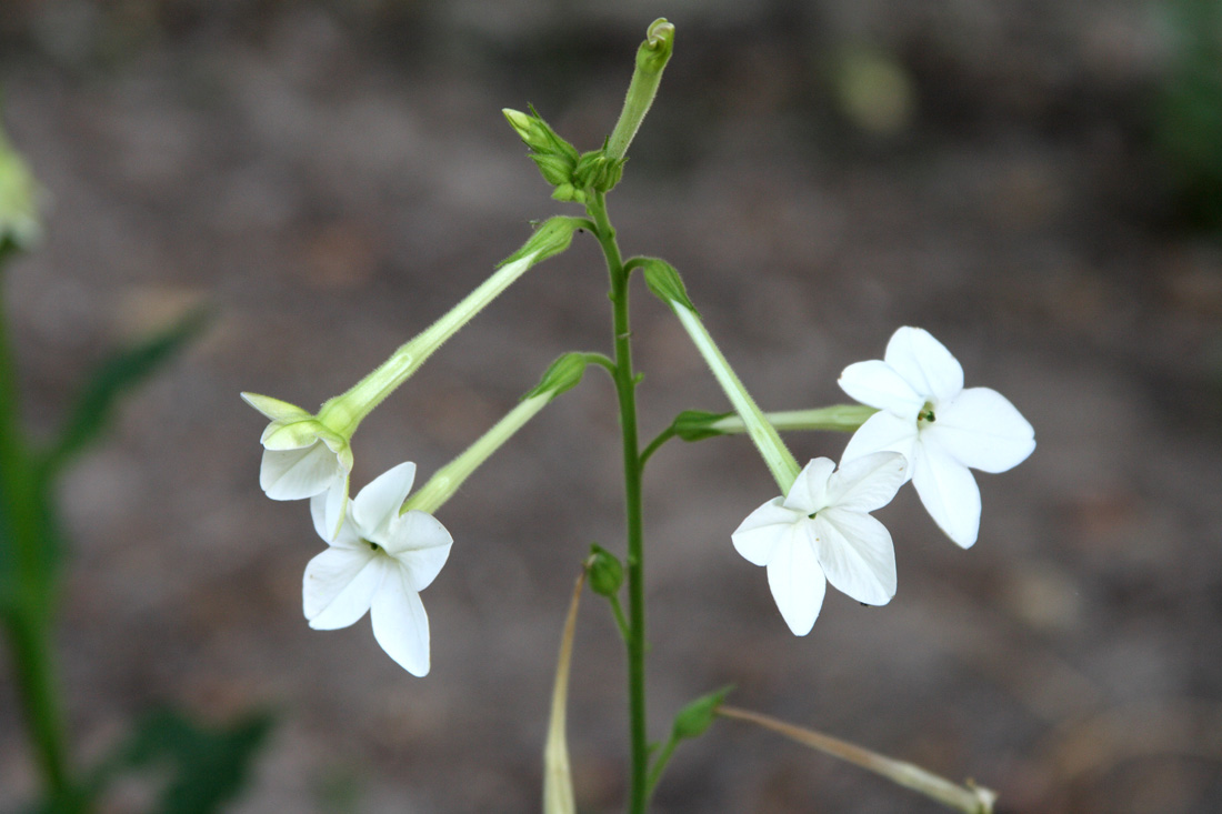 Изображение особи Nicotiana alata.