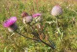 Cirsium polonicum