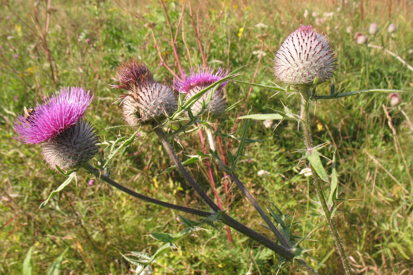 Изображение особи Cirsium polonicum.