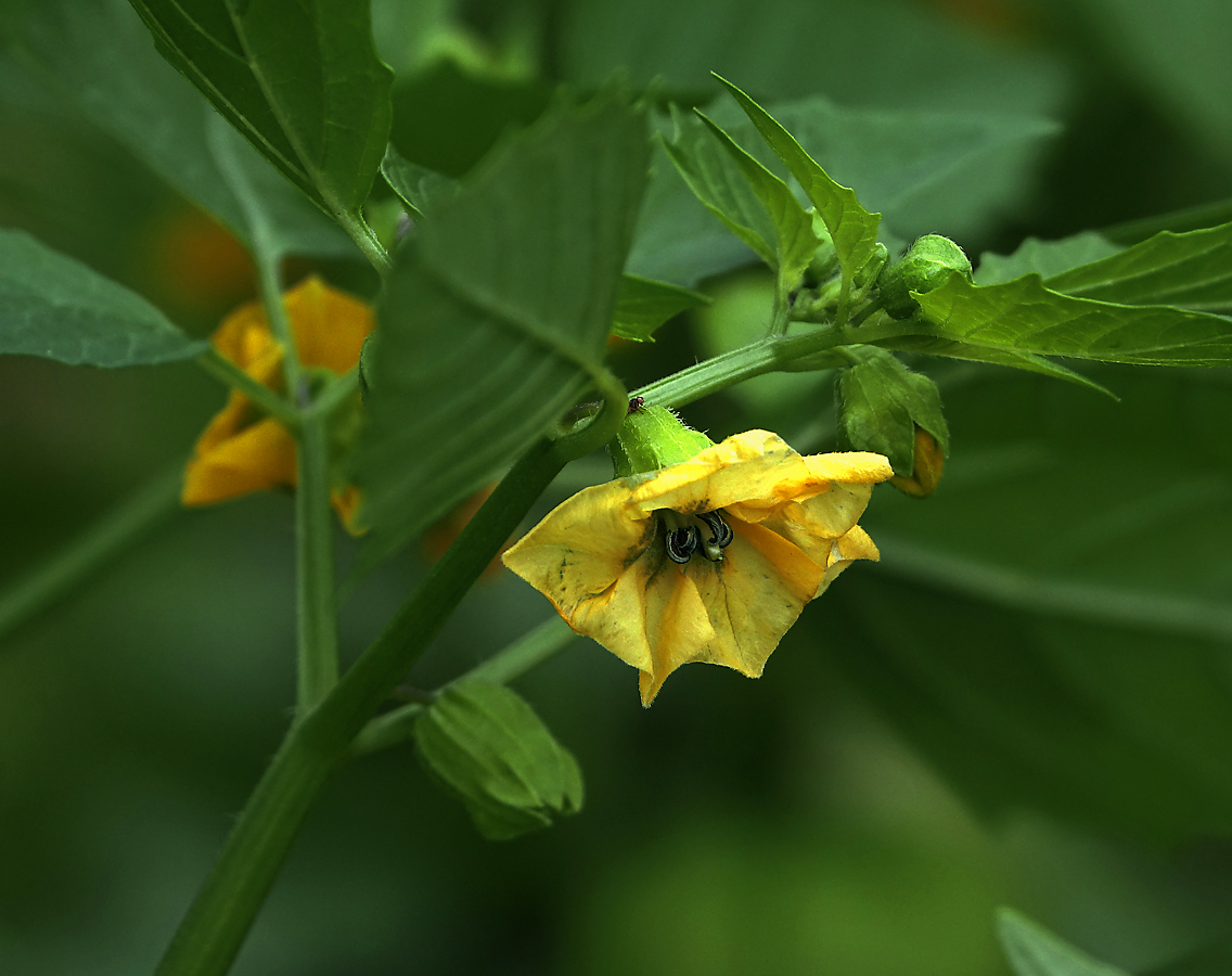 Изображение особи Physalis angulata.