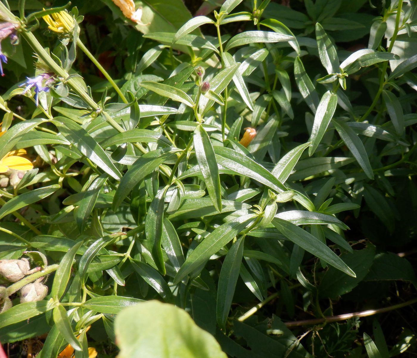 Image of Hyssopus officinalis specimen.