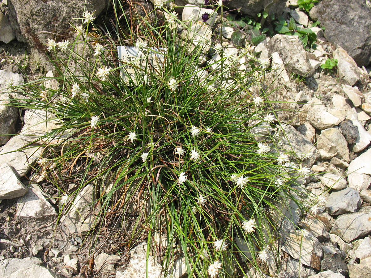 Изображение особи Carex baldensis.