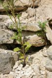 Senecio vulgaris