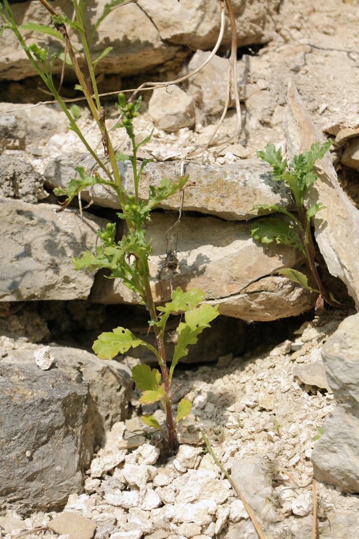 Изображение особи Senecio vulgaris.