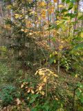 genus Crataegus. Вегетирующее растение в осенней окраске в сообществе с Picea abies и Frangula alnus. Московская обл., г. Дубна, лесопарк, окр. пика Тяпкина. 29.09.2020.