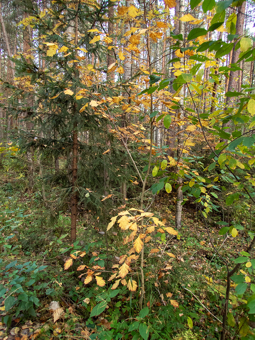 Изображение особи род Crataegus.