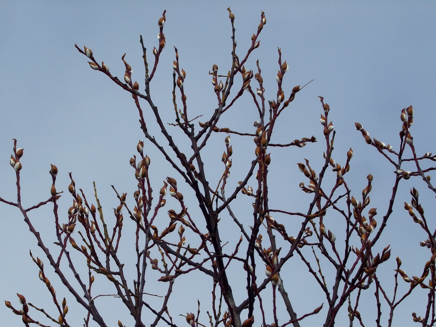 Image of Salix rorida specimen.