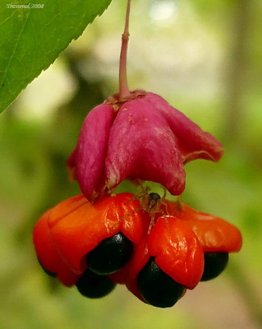 Изображение особи Euonymus verrucosus.