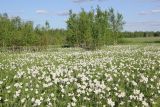 Anemone sylvestris