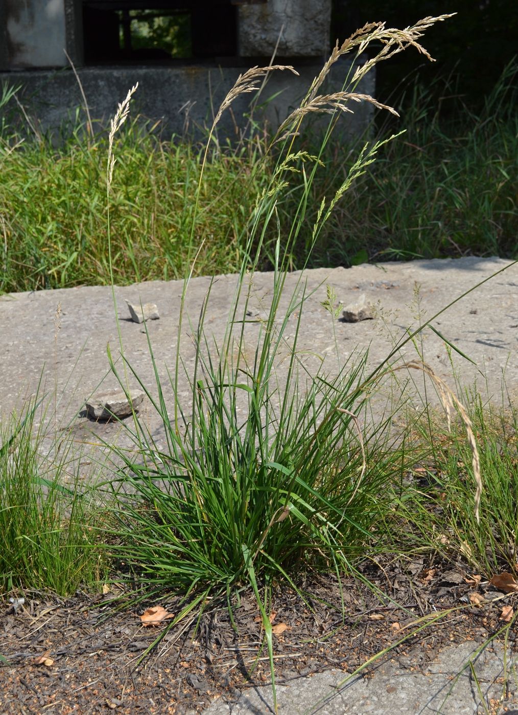 Изображение особи Festuca arundinacea.