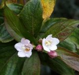 genus Weigela