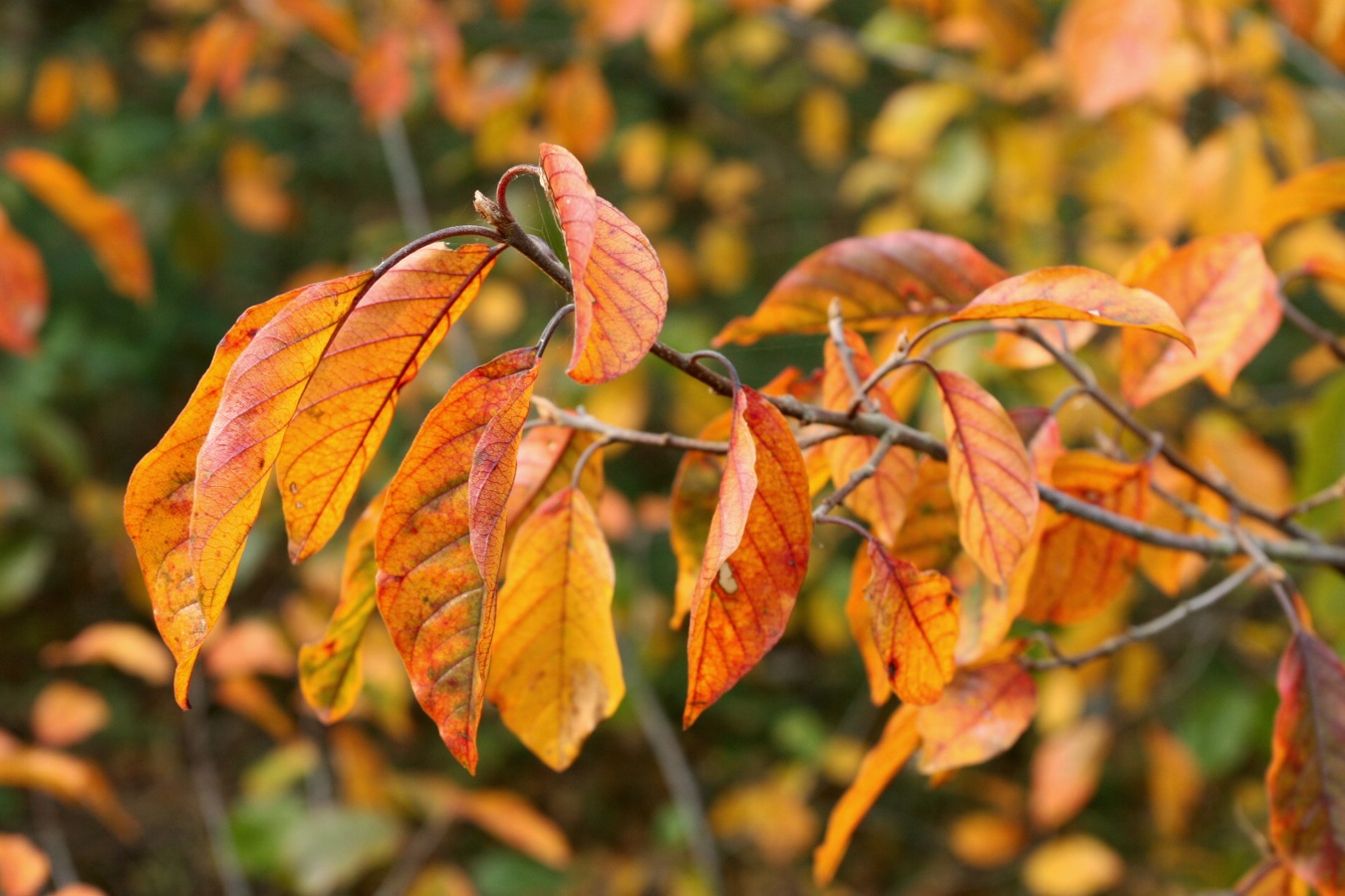 Изображение особи Frangula alnus.