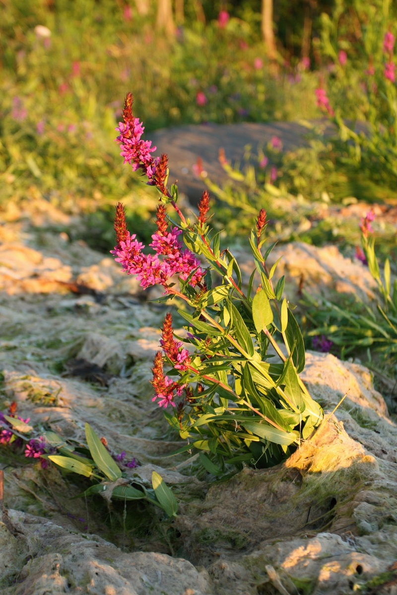 Image of Lythrum intermedium specimen.