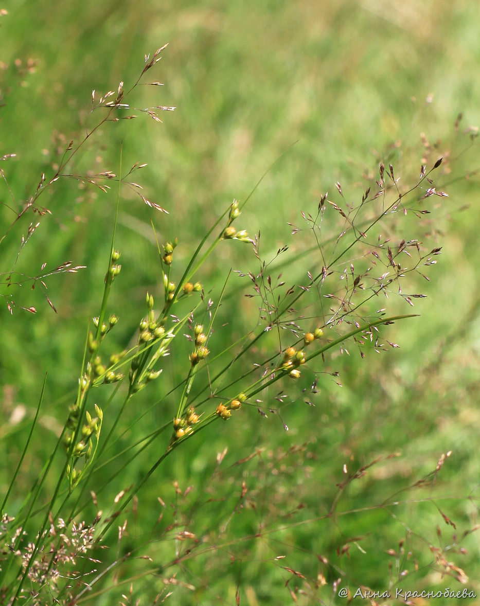 Изображение особи Juncus tenuis.