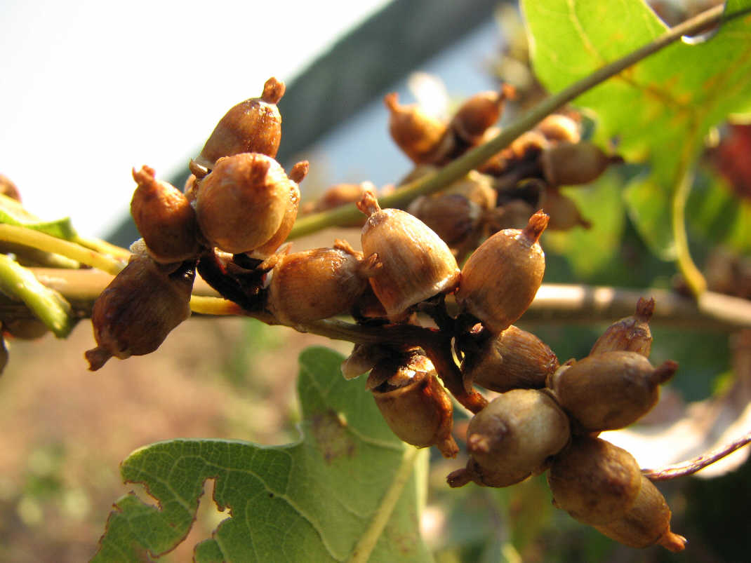 Image of genus Cuscuta specimen.