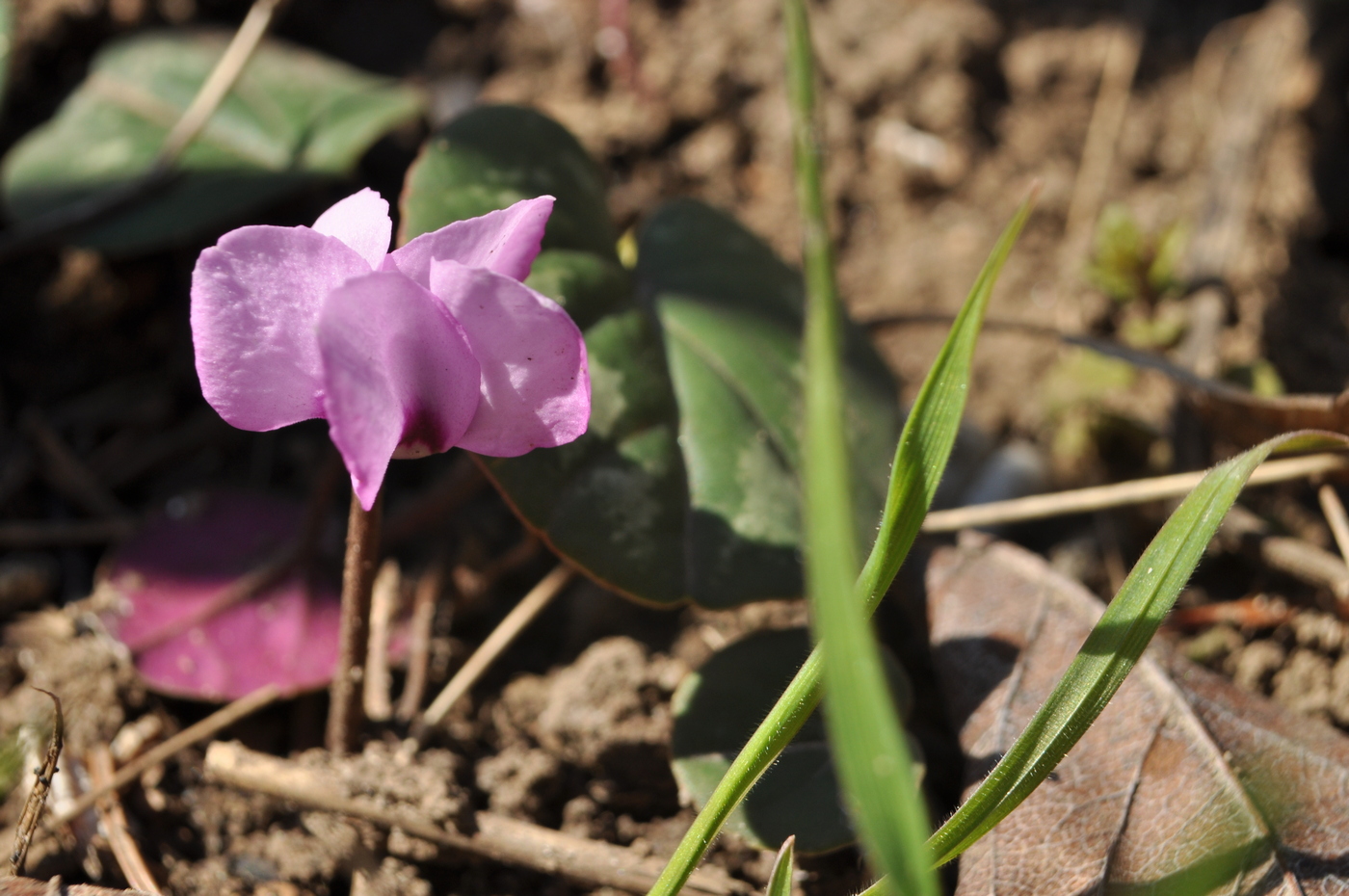 Image of Cyclamen coum specimen.