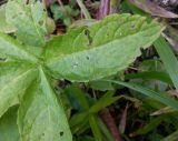 Mercurialis perennis. Верхушка побега с повреждёнными листьями. Тверская обл., Торжокский р-н, пос. Раёк, усадьба Знаменское-Раёк, старый парк. 29 августа 2021 г.
