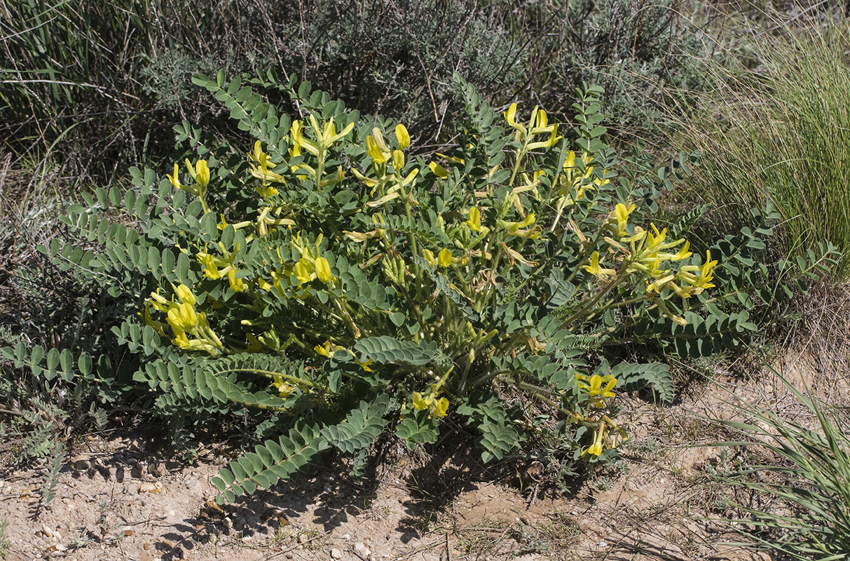 Изображение особи Astragalus longipetalus.