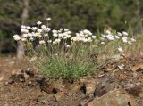 Anthemis sterilis. Цветущее растение. Южный берег Крыма, окр. с. Морское, сланцевый склон между дорогой и посадками сосен. 15 мая 2021 г.