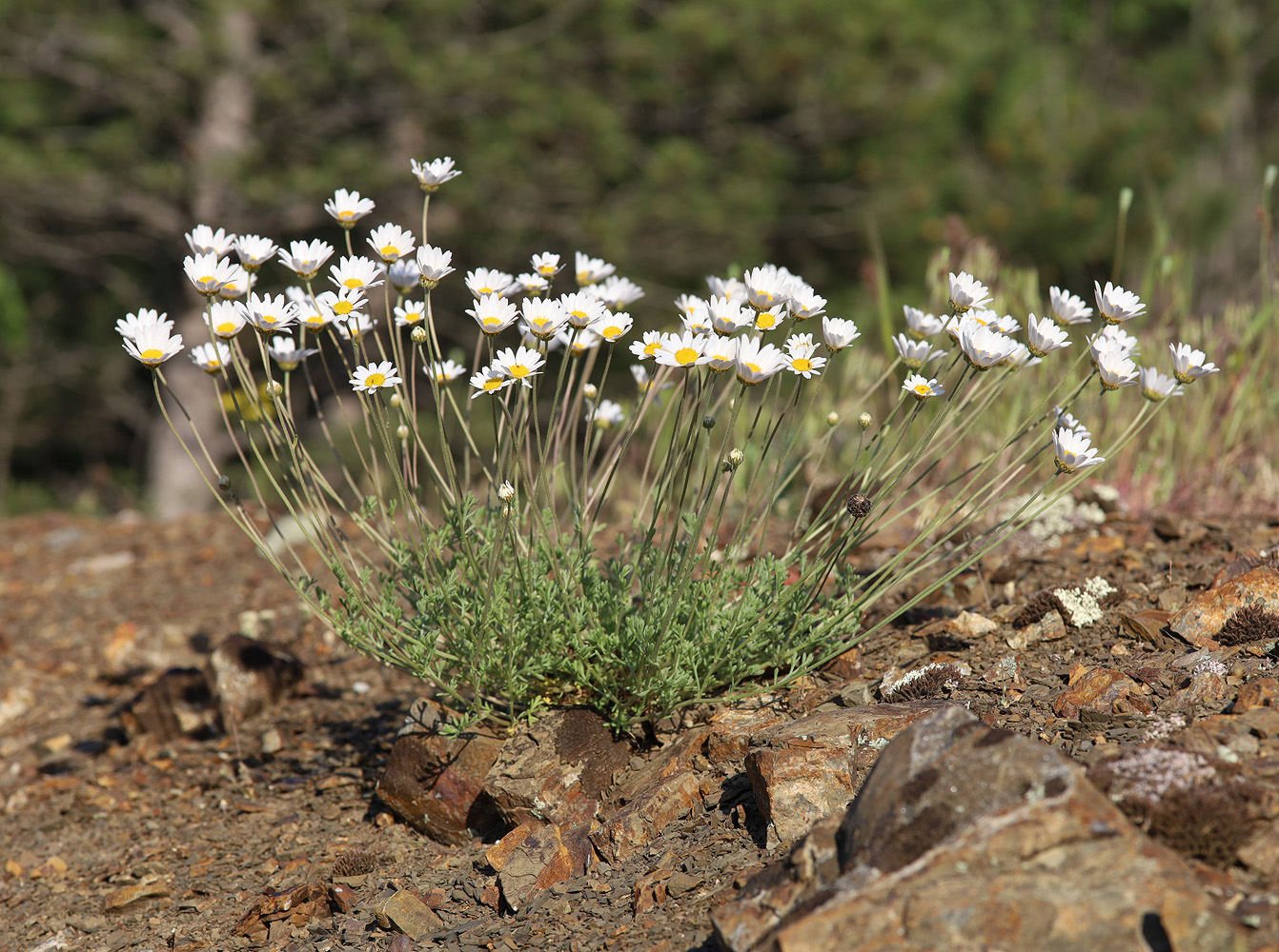 Изображение особи Anthemis sterilis.