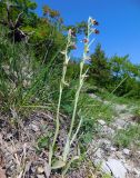 Ophrys mammosa ssp. caucasica