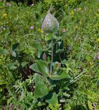 Clematis integrifolia