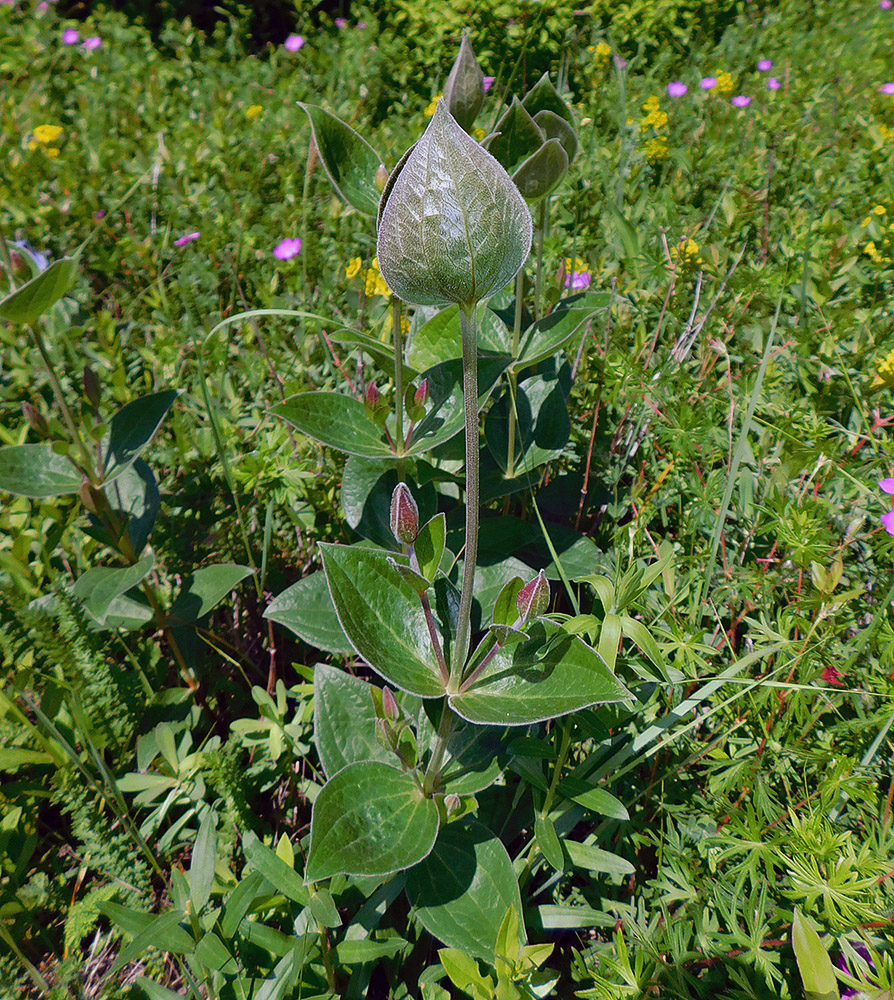 Image of Clematis integrifolia specimen.