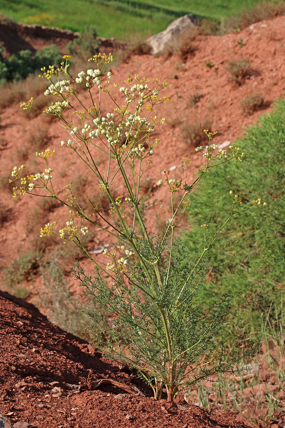 Image of Prangos fedtschenkoi specimen.